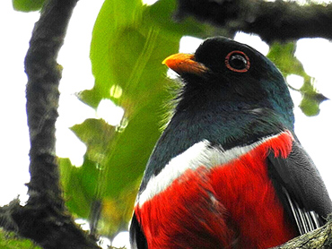 trogon