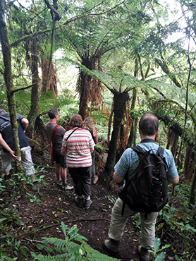hike in the fern forest