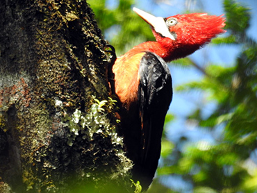 woodpecker