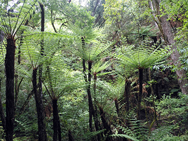the fern forest