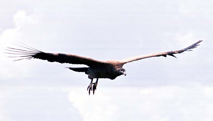 Condor Hike