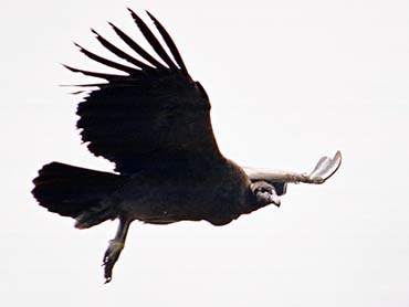 Condor Hike