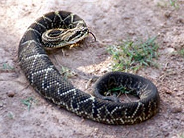 snake