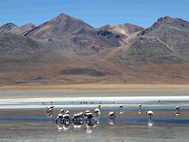 flamencos