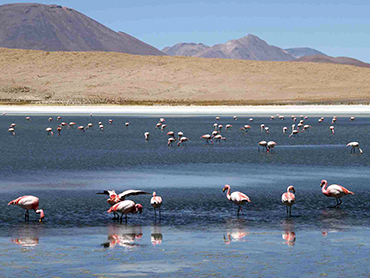 flamencos