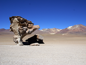 Arbol de Piedra