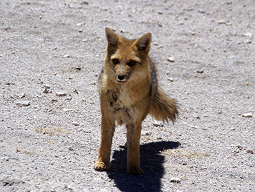 Andean Fox