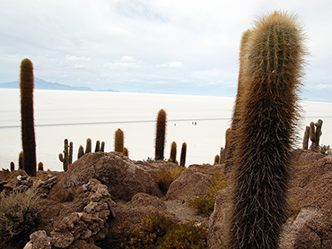 Incahuasi, Isla de cactus