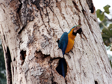 paraba azul y amarillo