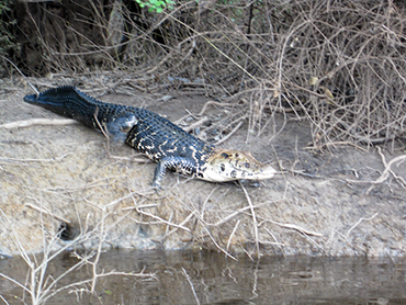 pampa, caiman