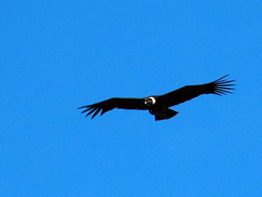 Condor Hike
