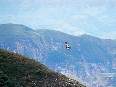 Condor Hike