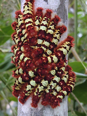 caterpillars