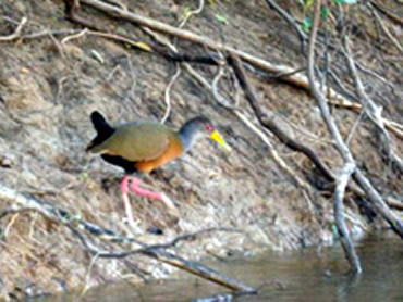 pampas, gray necked woodrail