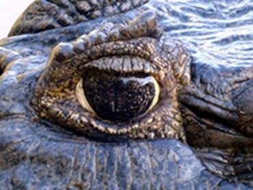 caiman